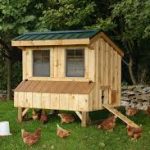 Allevare galline in casa: il pollaio “perfetto”