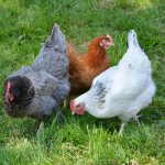 Allevare galline in casa: tre buoni motivi per cominciare