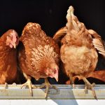 Allevare galline in casa: la gallina migliore